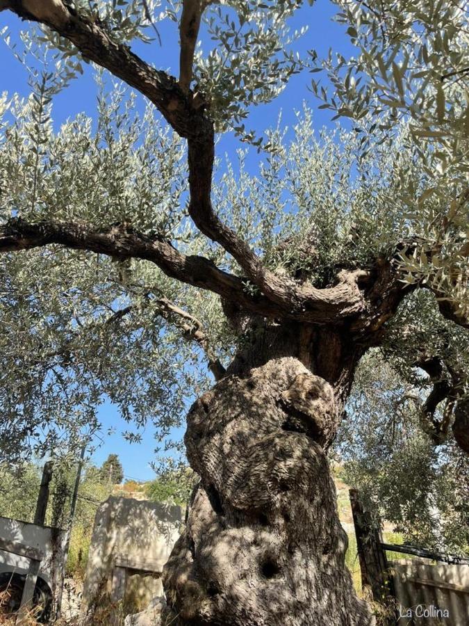 Collina Di Girgenti Lejlighed Agrigento Eksteriør billede